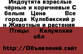 Индоутята взраслые чёрные и коричневые С белым › Цена ­ 450 - Все города, Кулебакский р-н Животные и растения » Птицы   . Калужская обл.